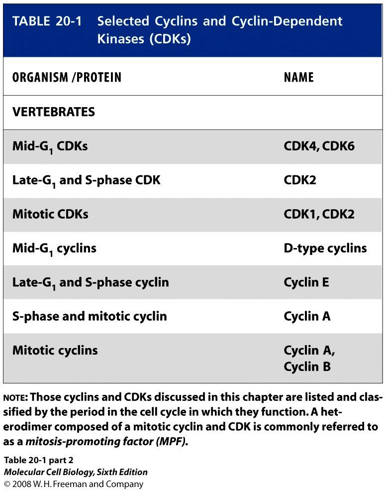 M S G 2 M S G 2 MPF activity Cyclin M Time MPF S G 2 G 2 checkpoint Cdk Cyclin M Synthesis of cyclin begins in 1 late S phase and continues through G 2.