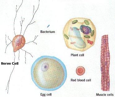 Cell fractionation - take apart cells, separate major organelles 2.