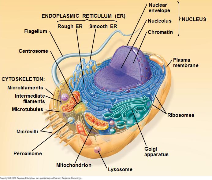 than ribosomes