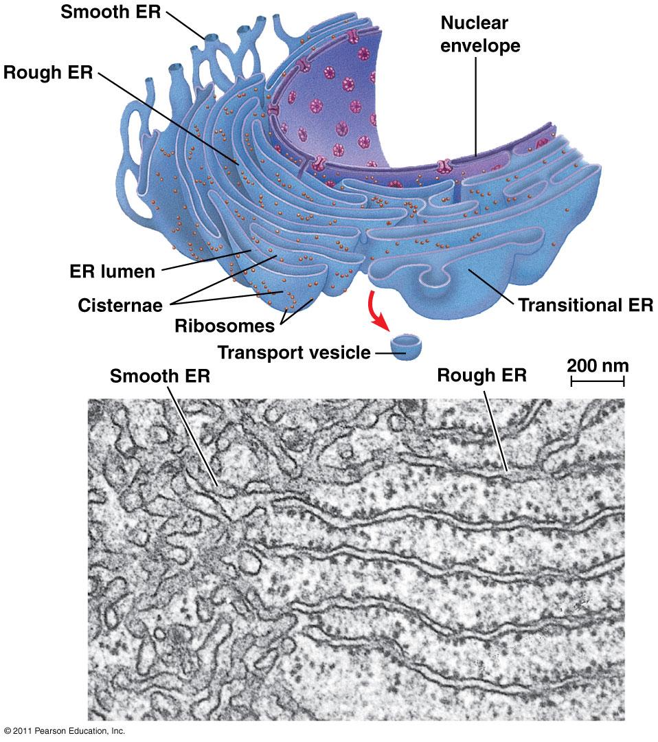 ENDOPLASMIC RETICULUM (ER) Network of membranes and sacs that are continuous