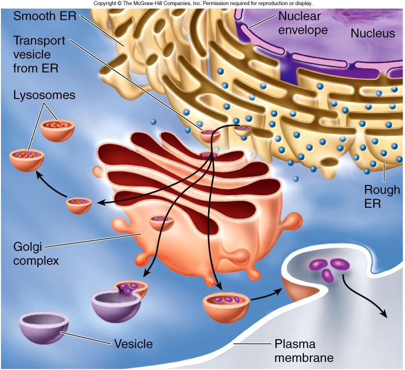 nucleus Chromatin: complex of DNA + proteins; makes up chromosomes Nucleolus: region where