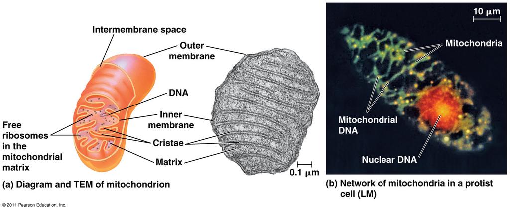 forms that they can use for work mitochondria: from glucose to chloroplasts: from sunlight
