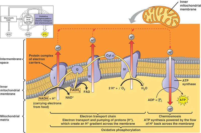 MITOCHONDRIA MEMBRANE-BOUND ENZYMES Almost all eukaryotic cells have mitochondria there may be 1 very large mitochondrion or
