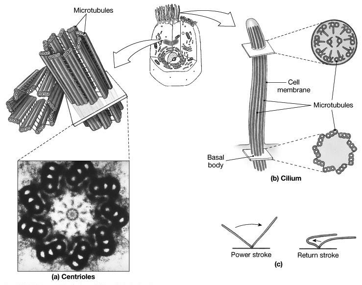 ! Chapter 3 Part 2 Organelles! Centrioles and Cilia Microtubules Figure 3-4! Very cool mechanism! 27 Thick Filaments!