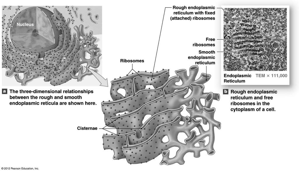 The Endoplasmic Reticulum (ER) Figure 3-5! 31 ER: Overall Functions! 1. Synthesis!