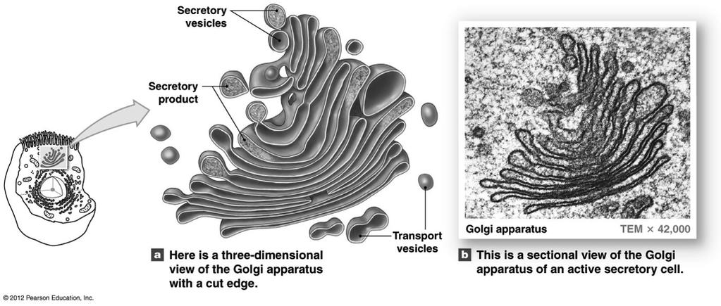 The Golgi Apparatus Figure 3-6! Transport vesicles! from ER!