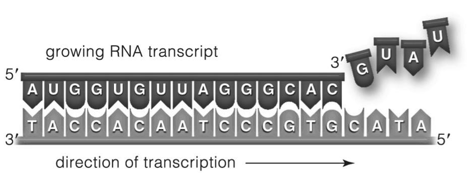 RNA Polymerase - 3! = RNA polymerase 59 Transcribed mrna! At end of gene:!