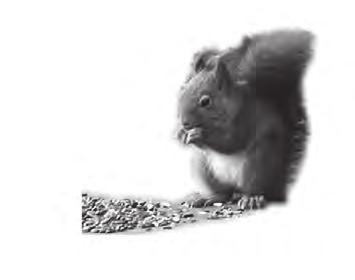 15 10. Red squirrels and grey squirrels live in woodland. The two squirrel species compete for similar resources. Where the two species share the same habitat, the greys usually outcompete the reds.