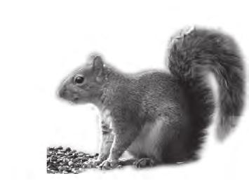 The number of grey squirrels on the island grew rapidly. By the mid 1980s, red squirrels had disappeared from many parts of the island.