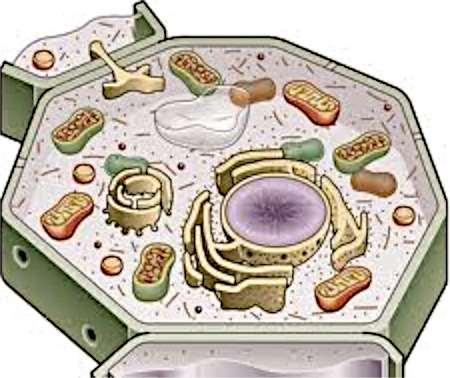 mitochondria Glycolysis occurs in the cytoplasm.