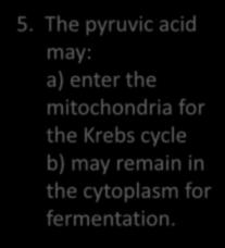 remain in the cytoplasm for fermentation. 2 NADH Used in ETC.