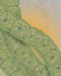 These photosynthetic organisms began to fill the atmosphere with, oxygen which stimulated the evolution of organisms that use aerobic respiration.