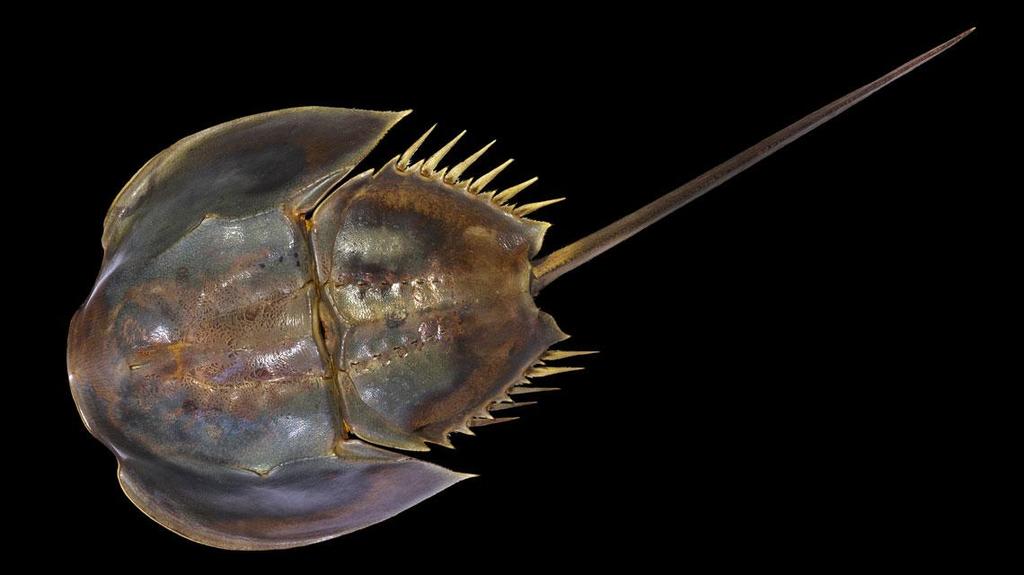 Horseshoe Crabs More closely related to spiders than