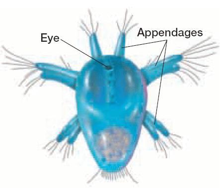 Naupilis Distinctive larval form called a naupilis Three pairs of