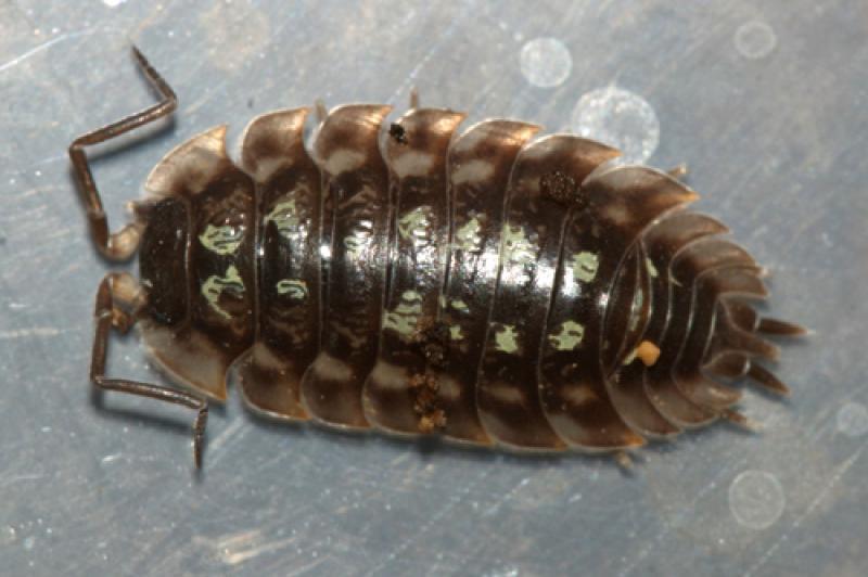 Terrestrial Crustaceans Pill bugs and sow bugs