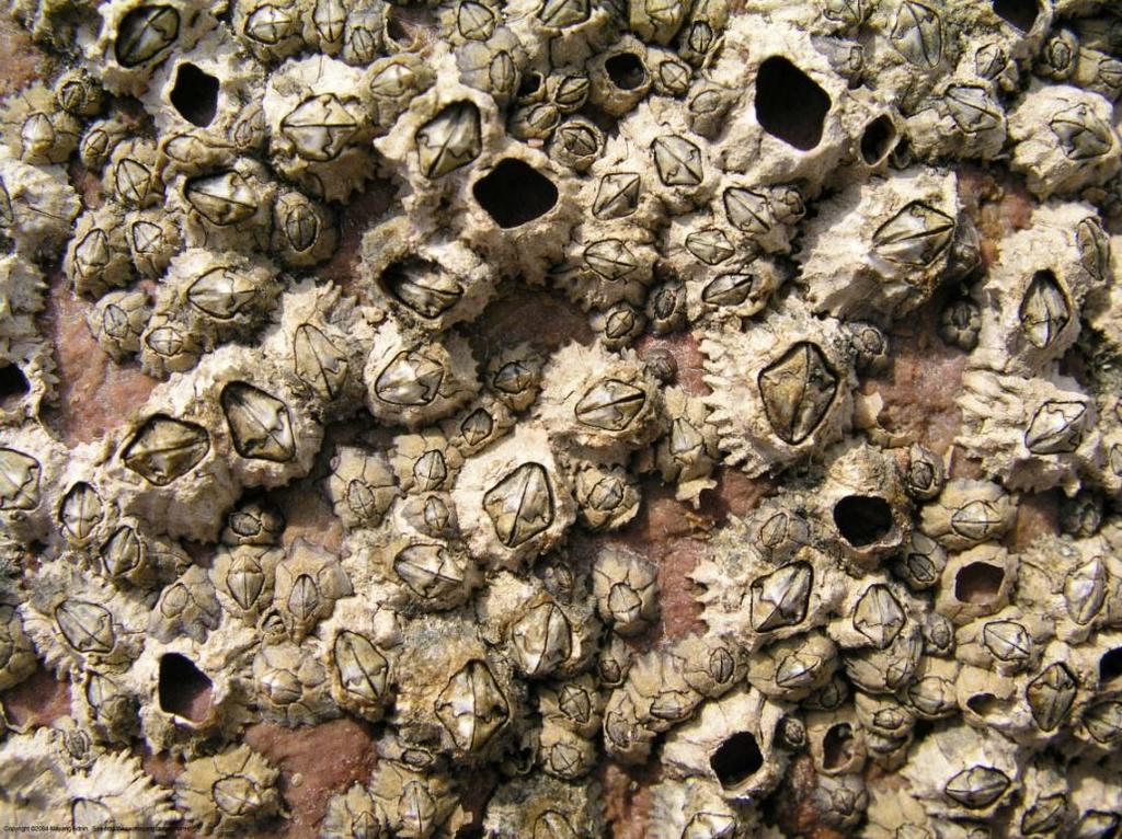 Sessile Crustaceans Barnacles are sessile as adults Free-swimming larvae attach themselves to a rock, post, or some other