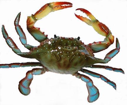 Decapods Large marine crustaceans Shrimps, lobsters, crabs,