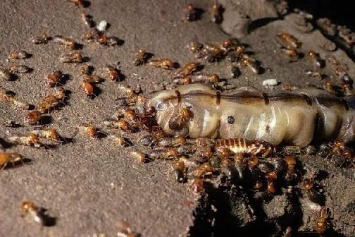 Termites Social Insects Small, active members are called workers and gather food, raise the young, and