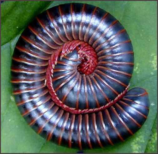 Insect Relatives Centipedes and millipedes Head region followed