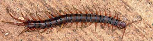segment, up to 173 segments carnivores Millipedes most have two