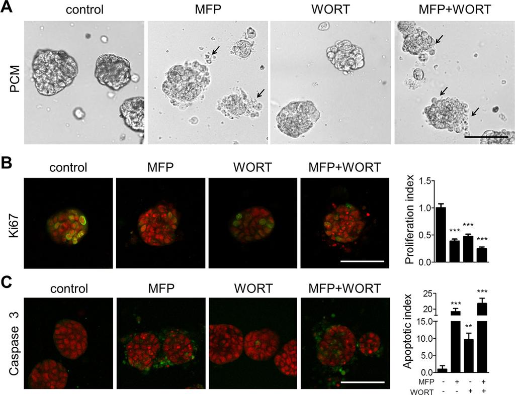 Supplementary Figure S3: MFP-induced apoptosis of isolated C4-HD tumor cells is not improved by the combination with WORT.