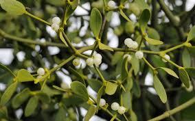 Viscum album L) Bela imela je poluparazitska biljka iz familije Santalaceae (Viscaceae). Poreklom je iz Evrope, zapadne i južne Azije.