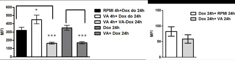 1. VA ekstraktom (2µg/mL ukupnih proteina) 4 sata, nakon čega su ćelije isprane i dodat Dox (0.5µM) do 24 sata, 2.
