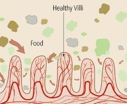 WHAT HAPPENS AT CELLULAR LEVELS The Nutrients in the food that we eat get absorbed by the Intestinal Villi. Villi: Hair like protrusions.