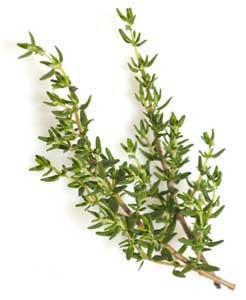 Thyme Supports the good bacteria and inhibits bad bacteria Helps with smooth muscles contractions, aids gas and bloating It is also antimicrobial,