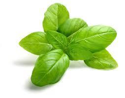 Basil Antibacterial and anti-inflammatory - includes helping with IBS) Can aid cholesterol and improve