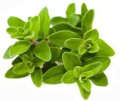 Marjoram Anti-bacterial, anti fungal, and antiviral Increases digestive enzymes and saliva Calms the stomach and improves appetite Helps with stomach and intestinal cramps Relieves diarrhea and