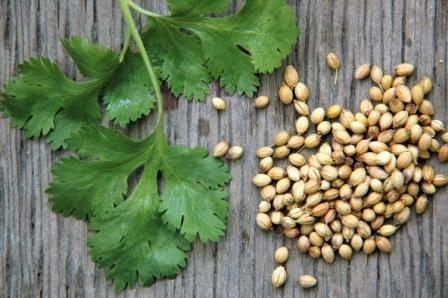 Coriander and Cilantro Coriander is from the seed of the cilantro plant and cilantro are the leaves of the plant One study found that people suffering from IBS saw significant improvement