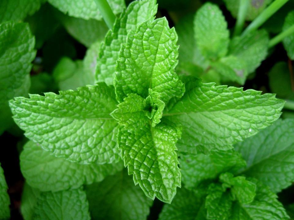 Peppermint Mint contains menthol which helps fight the common cold and can help with allergies by acting as a decongestant Can aid with digestive upset by increasing bile