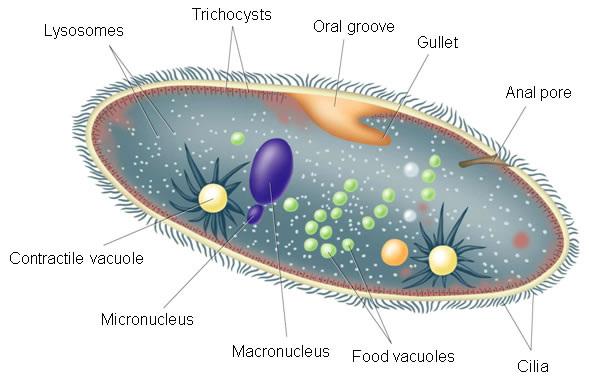 a. Takes up most of space in plant cell b.