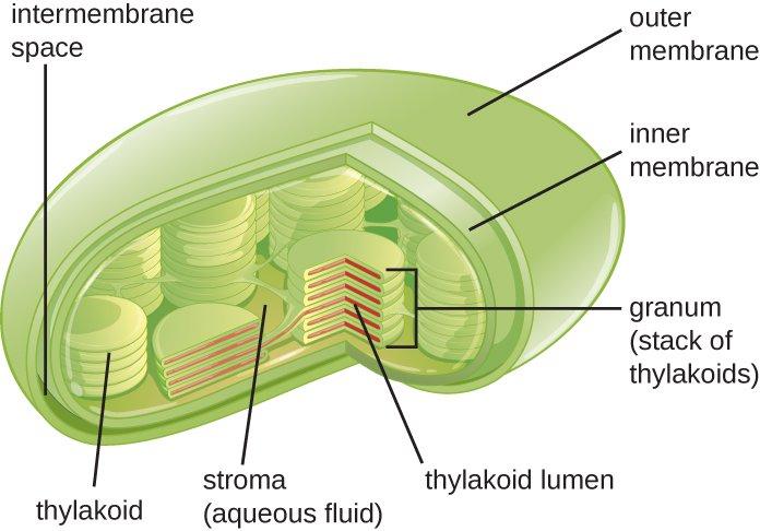 Highly compartmentalized organelle with