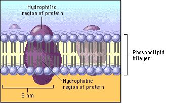 2. Proteins extend through membrane and form channels 3. Carbohydrates attached to proteins act like identification tags 4. Fluid Mosaic Model- describes arrangement of molecules in cell membrane.