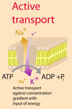Many types of transport proteins- most