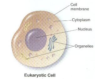B. Nucleus- storehouse for genetic material 1.