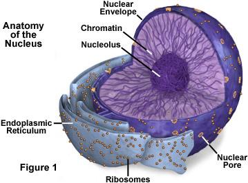 Nuclear membrane pierced with holes called