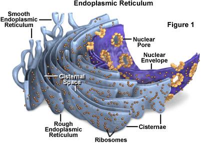 C. Enodplasmic Reticulum (ER) 1.