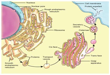 E. Golgi Apparatus- cells post office 1. Closely layered stacks of membraneenclosed spaces 2.