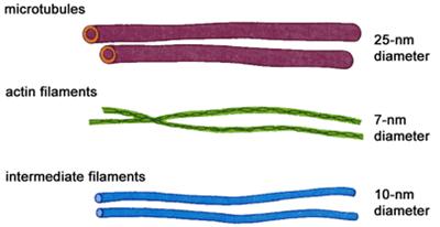 Generally short lived and formed and recycled as needed Microtubules are responsible for a variety of cell movements, including :