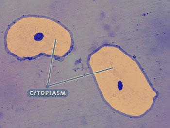 CYTOPLASM is the gel- like material