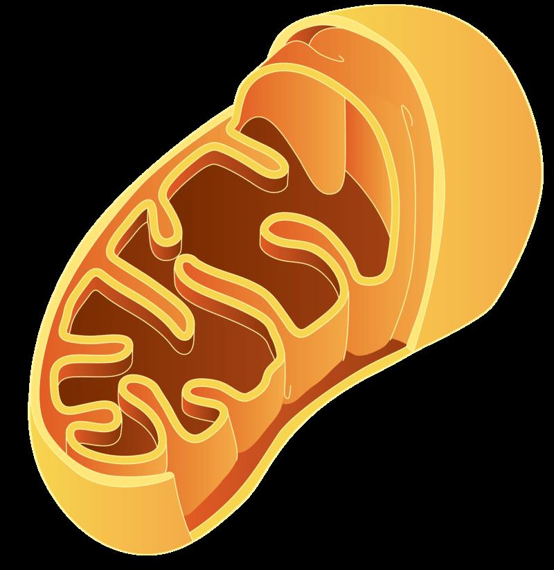 MITOCHONDRIA The MITOCHONDRIA is often called the powerhouse of