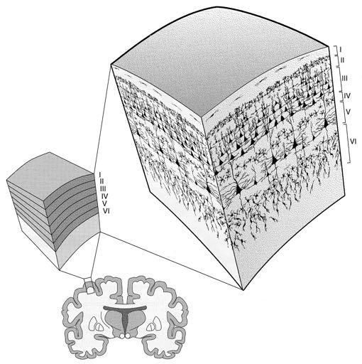How does the cortex organize all the tactile information that arrives there? Axons from VPL penetrate the cortex and travel vertically to terminate on neurons in layer 4.
