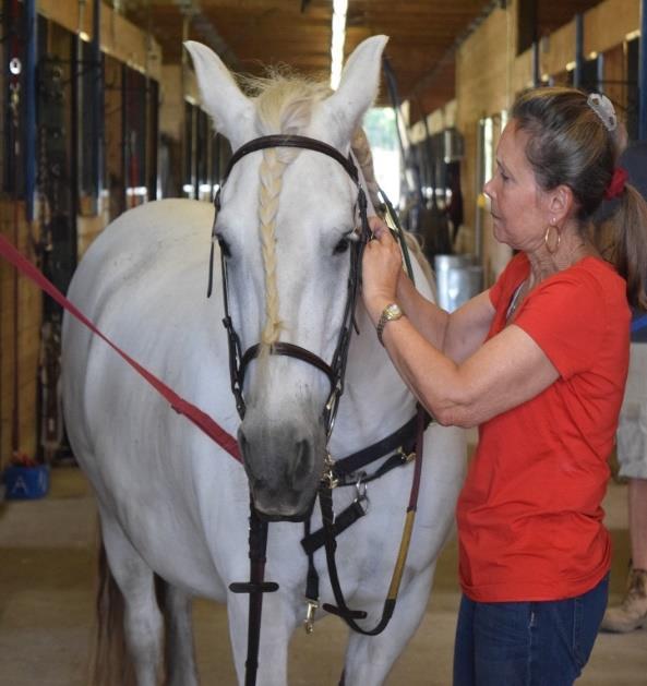 How do I start incorporating hippotherapy? For therapists: Visit the AHA, Inc.
