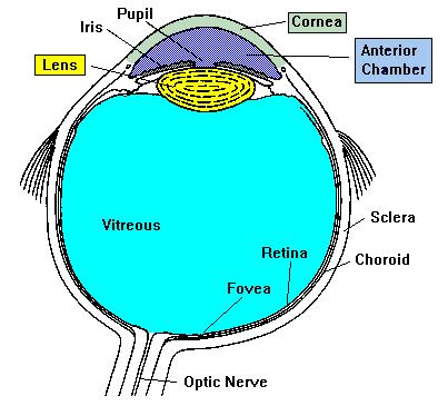 10. In DIM LIGHT the Pupil OPENS to INCREASE the amount of Light, In BRIGHT LIGHT the Pupil CLOSES to DECREASE the amount of Light