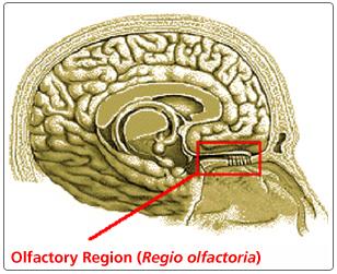 The olfactory bulb found here is very close to the brain.