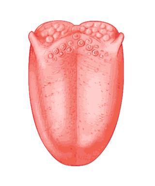 4. Most of the 10,000 Taste Buds are embedded between bumps called PAPILLAE on the tongue, but can also be found on the roof