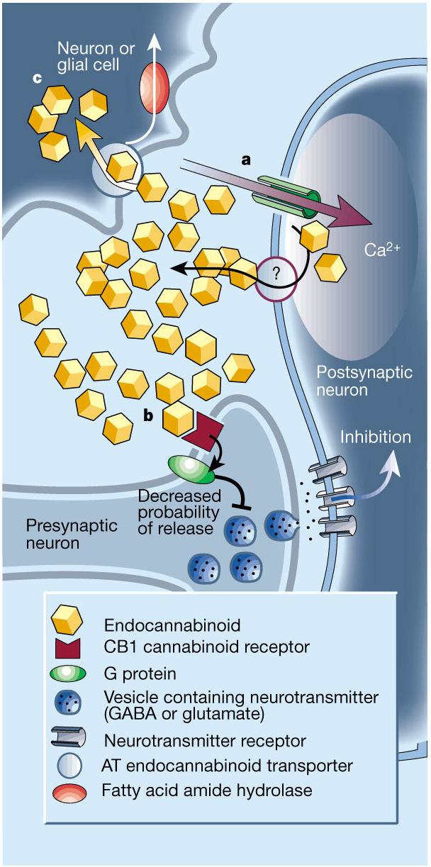 Endocannabinoid System CB1 expressed primarily in the brain on